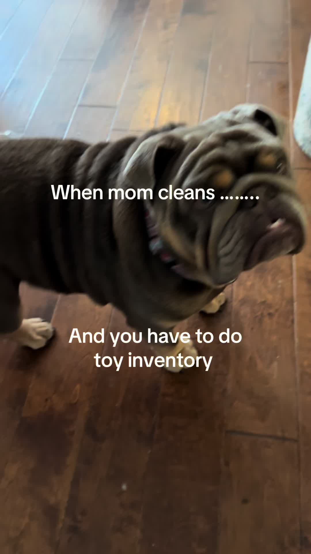 @RawlsTheBulldog