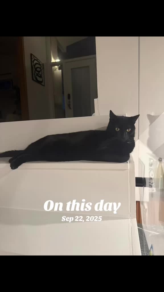 @Oscar Jeremy the cat!