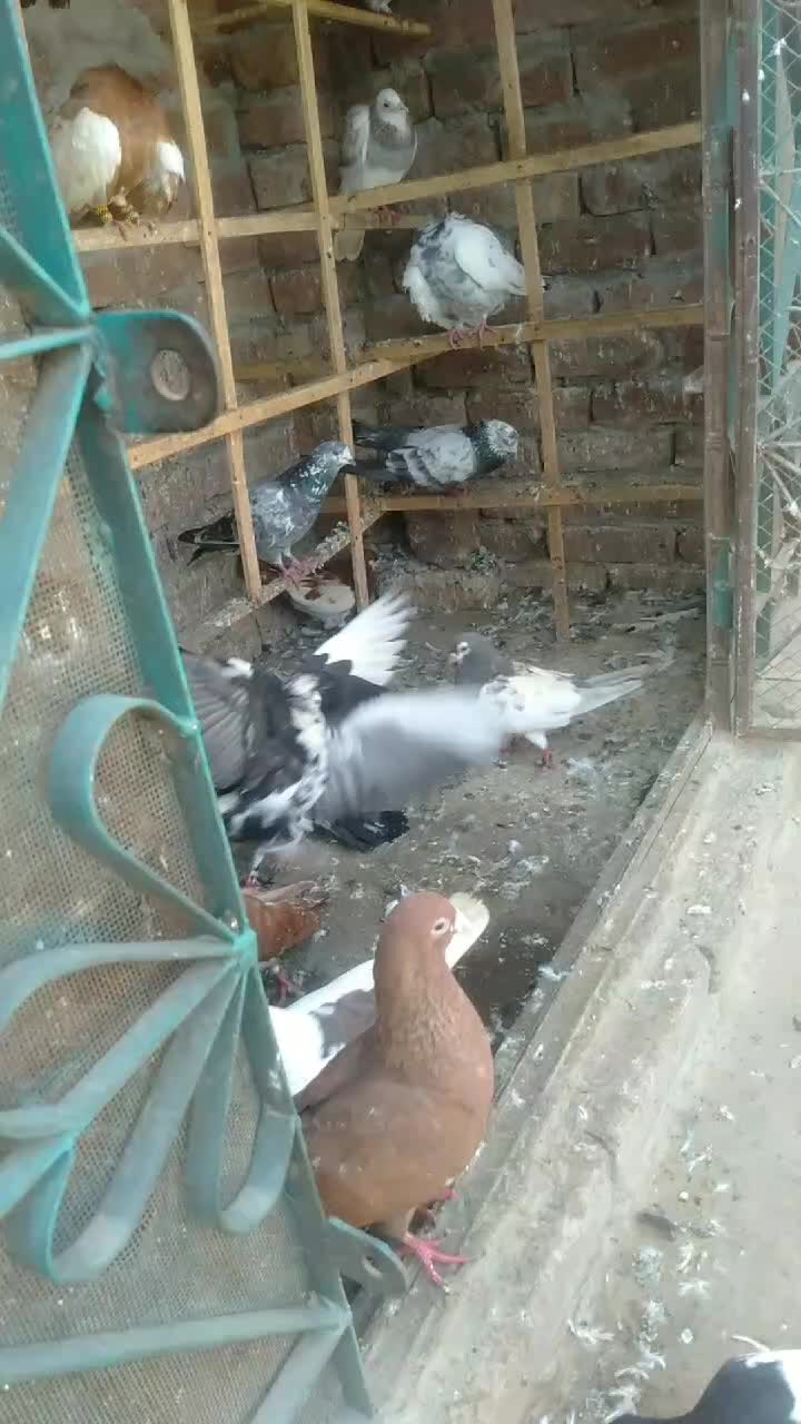 @𝑺𝒂𝒍𝒎𝒂𝒏_𝑮𝒖𝒕𝒕_𝑿