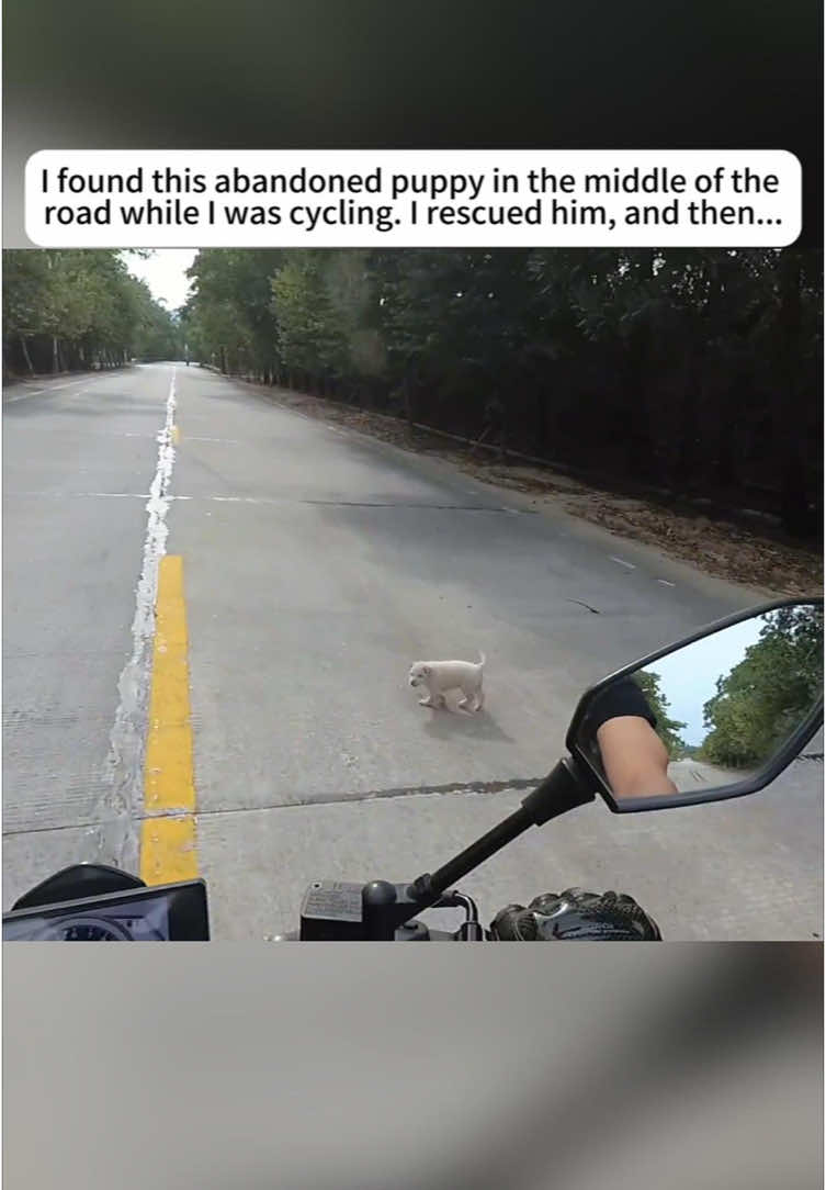 @rescuespet12