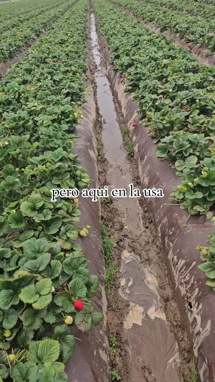 @🇲🇽🐦&zwj;⬛🪺VASQUEZ🚚🌪💎