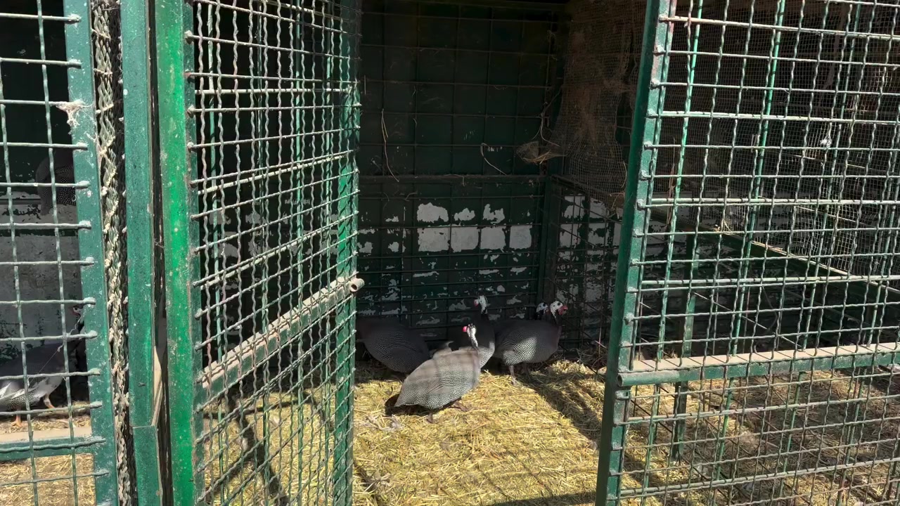 @Chicken ornamental Farm