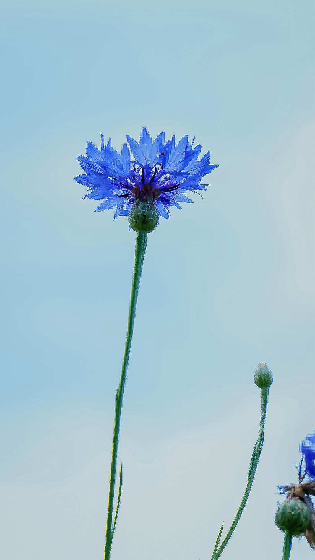 @𝑻𝒂̂𝒏 𝑻𝒉𝒊