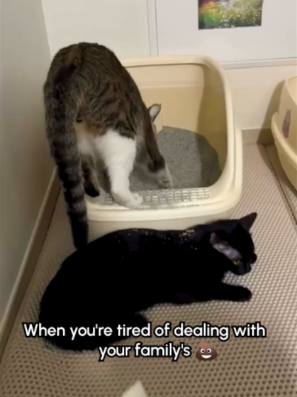 @The Pet Collective