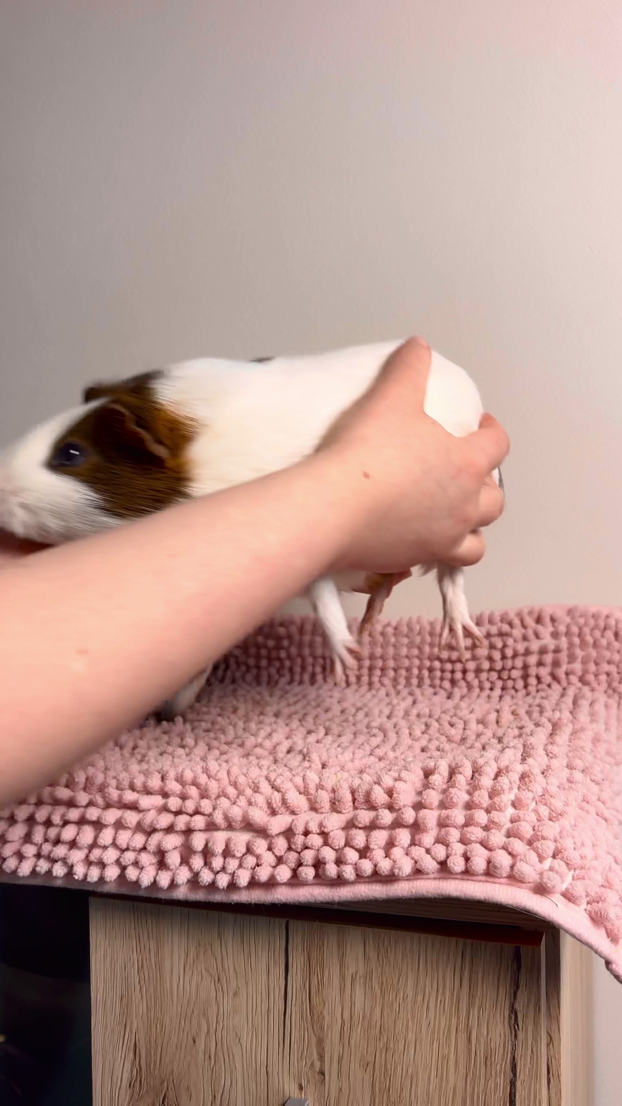 @friendly_guinea_pigs