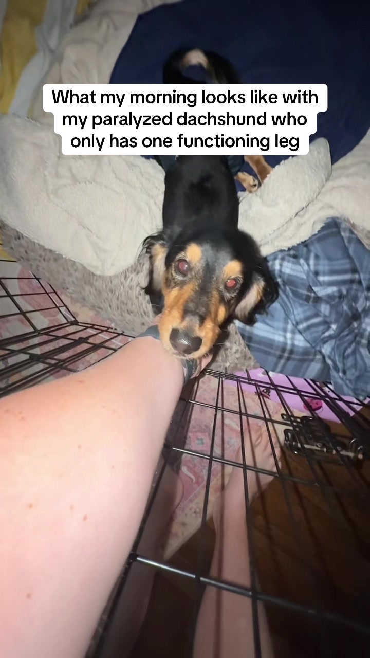 @Henry the mini dachshund