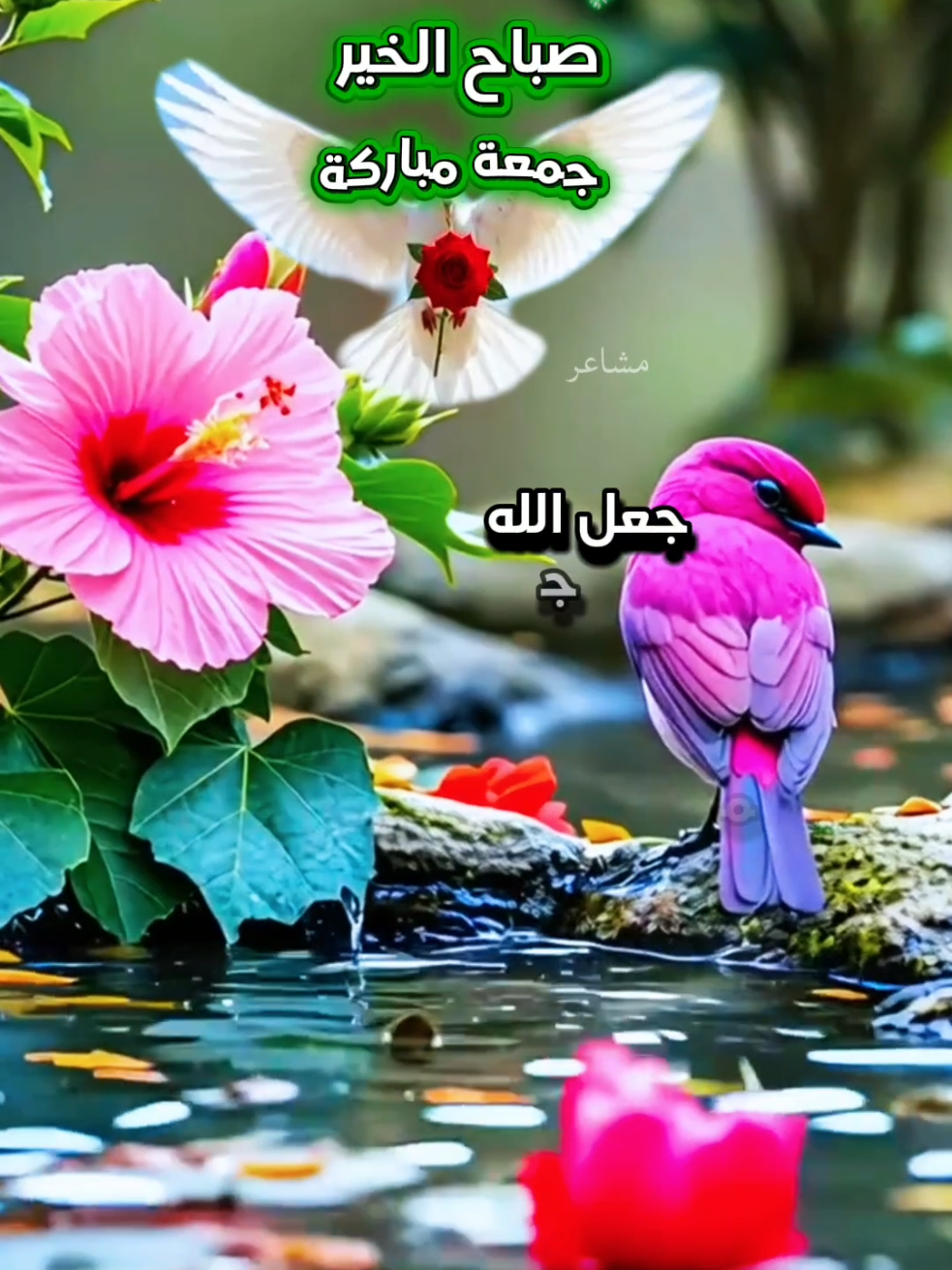 @مشاعر
