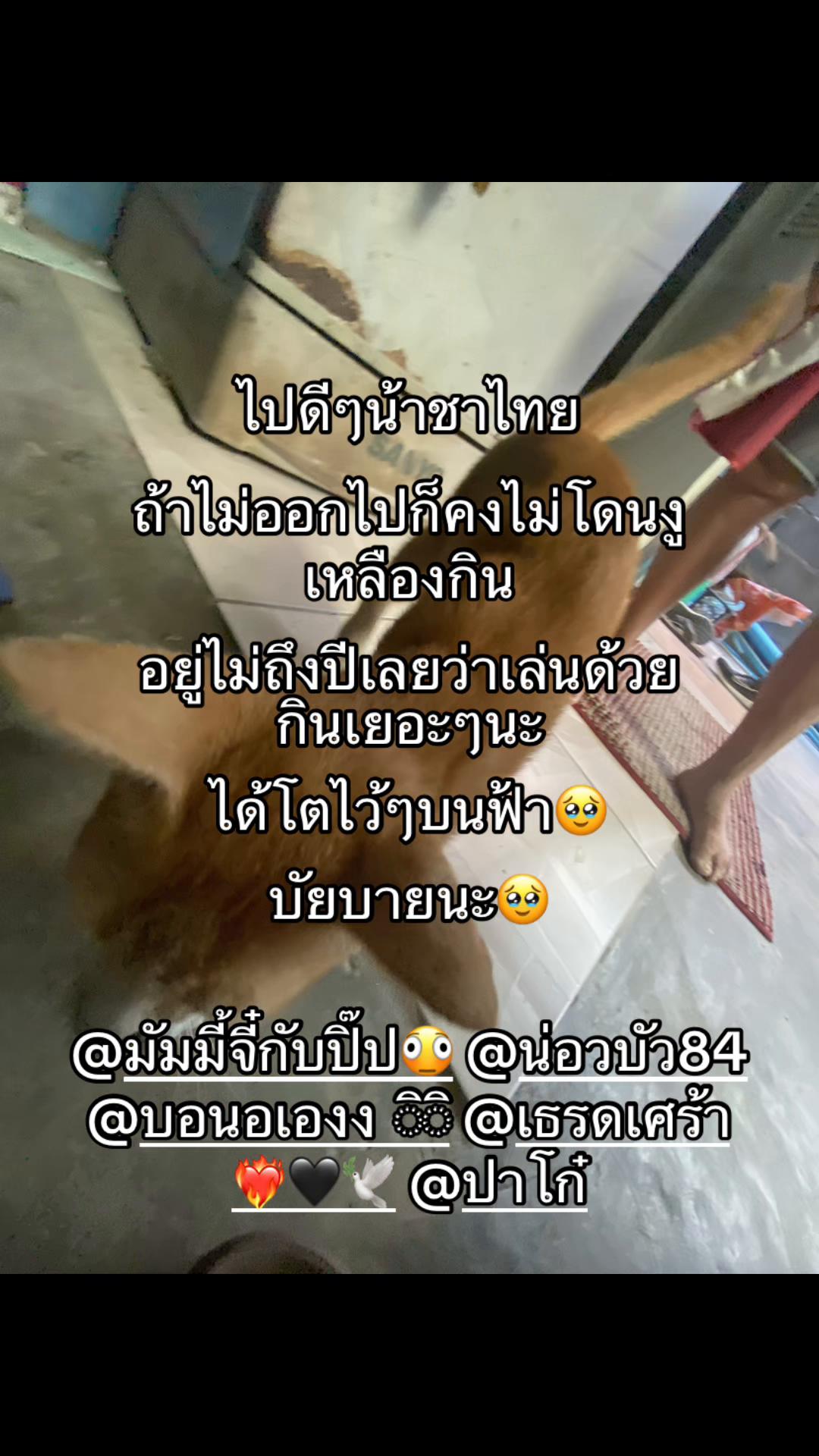 @ชิชิงอน(1,729)