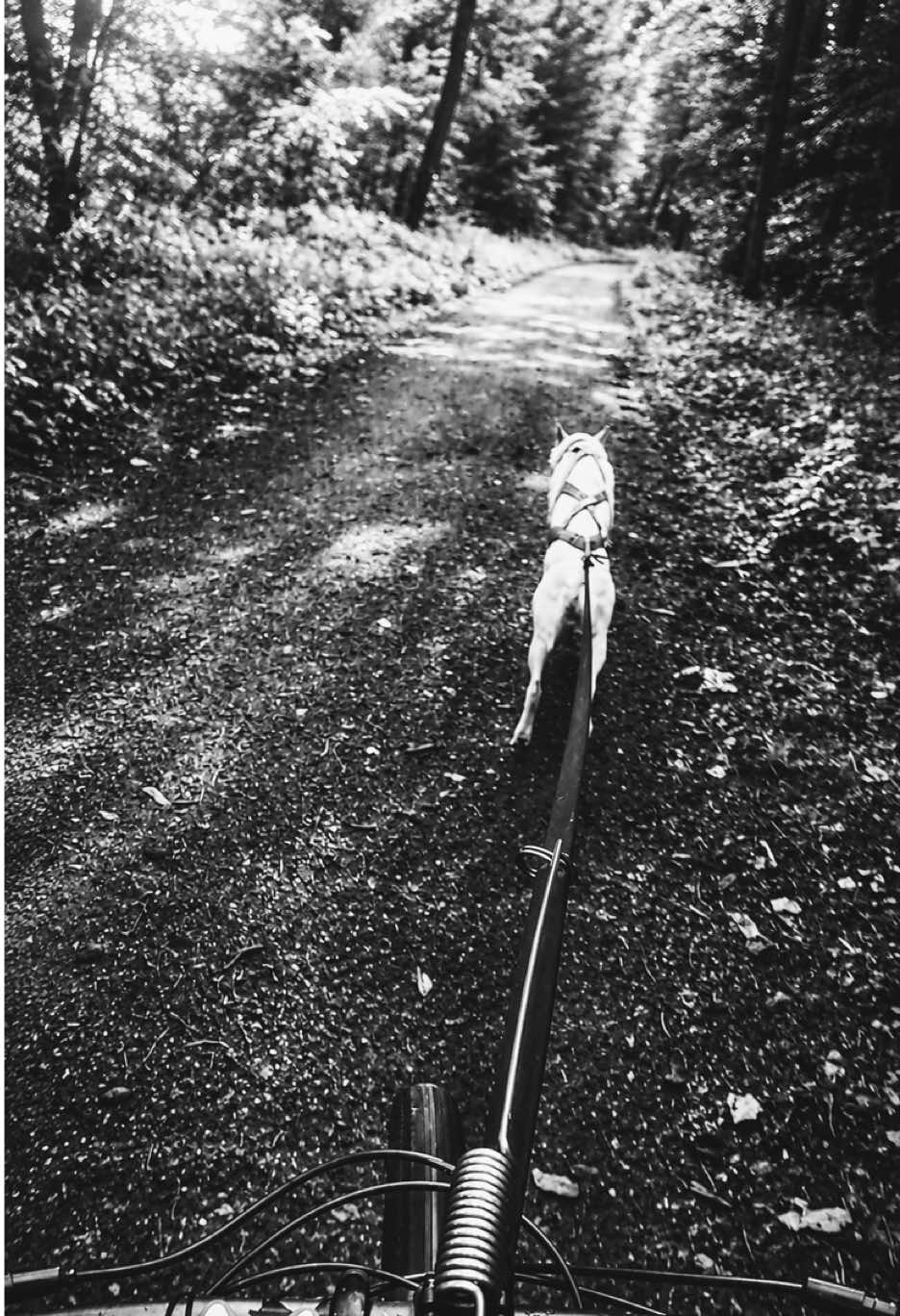 @Agnieszka Ignaszak bikejoring