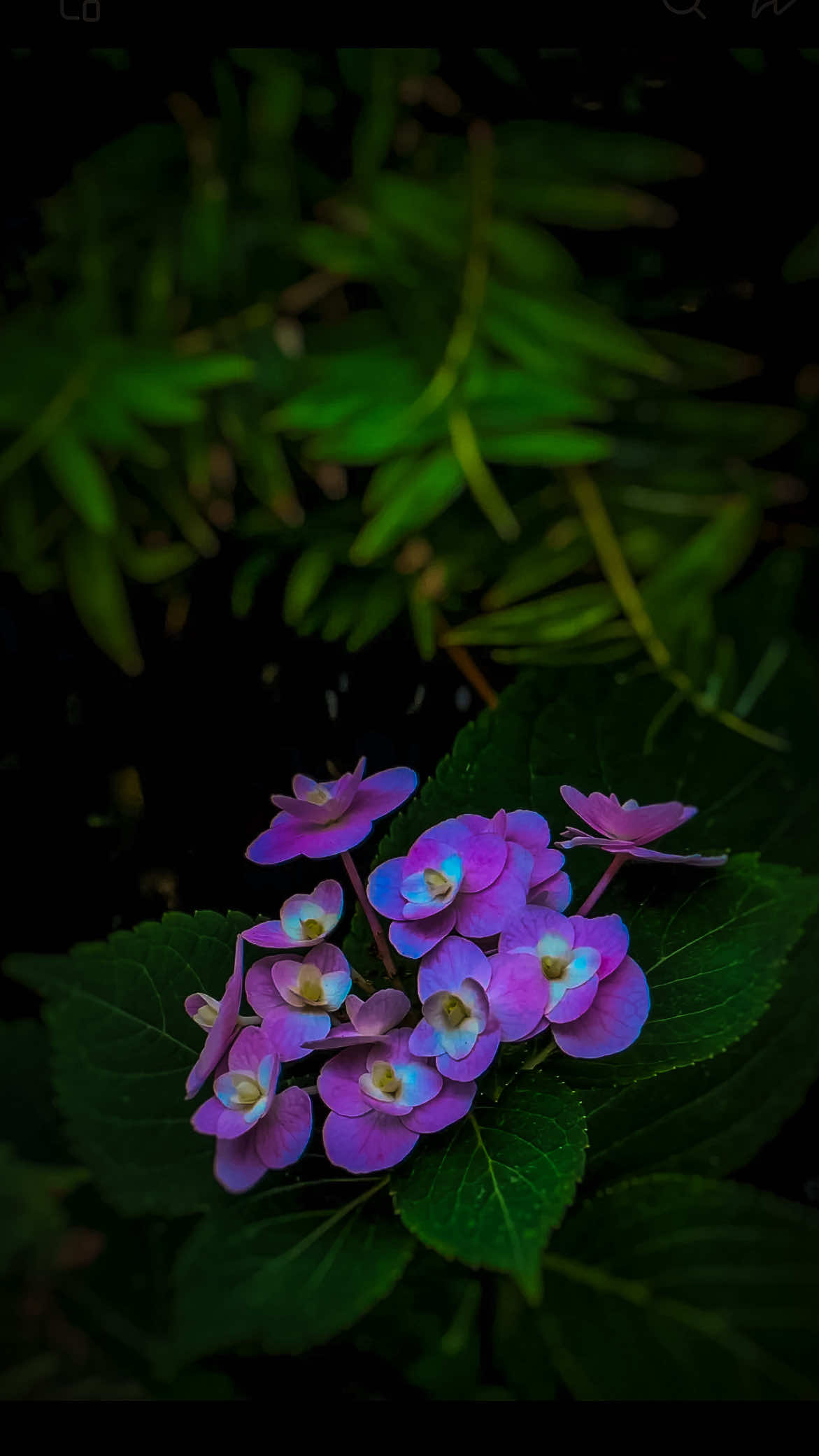 @𝑻𝒂̂𝒏 𝑻𝒉𝒊
