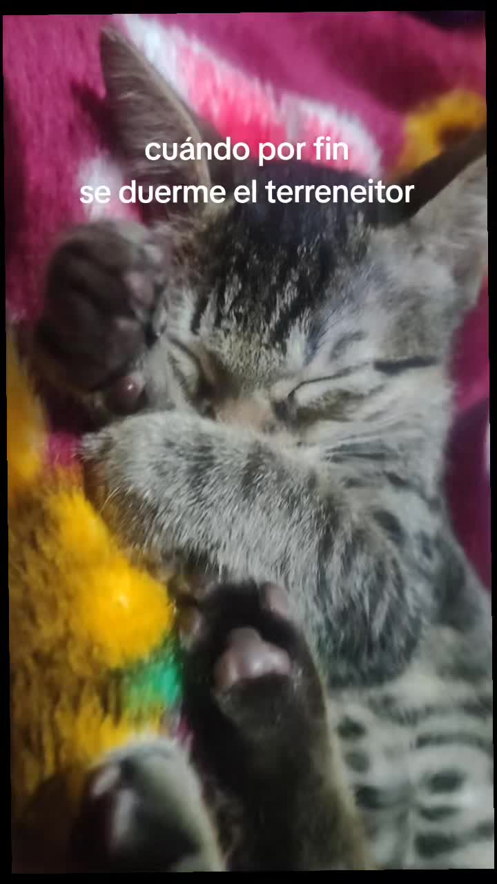 @𑣲𝓢𝓸𝓯𝓲⋆˚꩜。