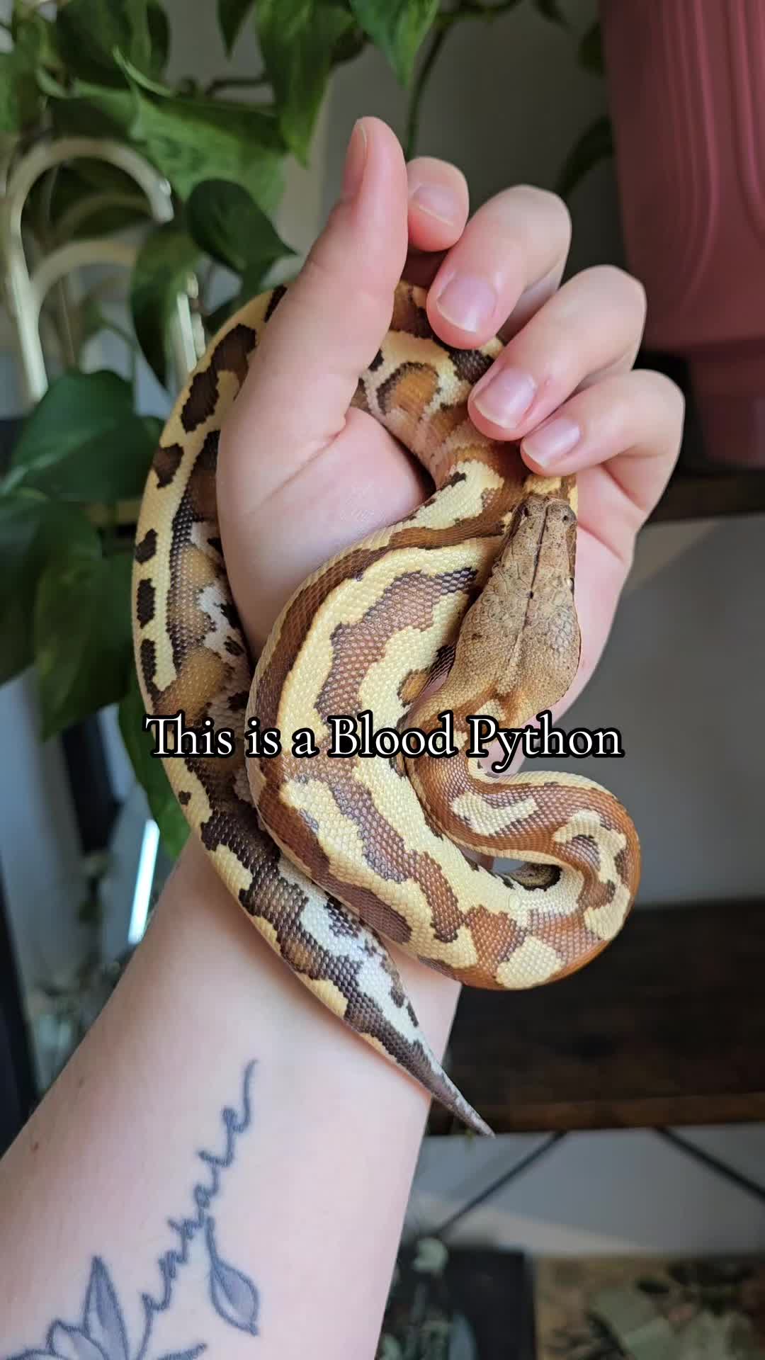 @MoonlitMorphs