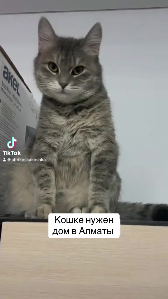 @Abrikoshka