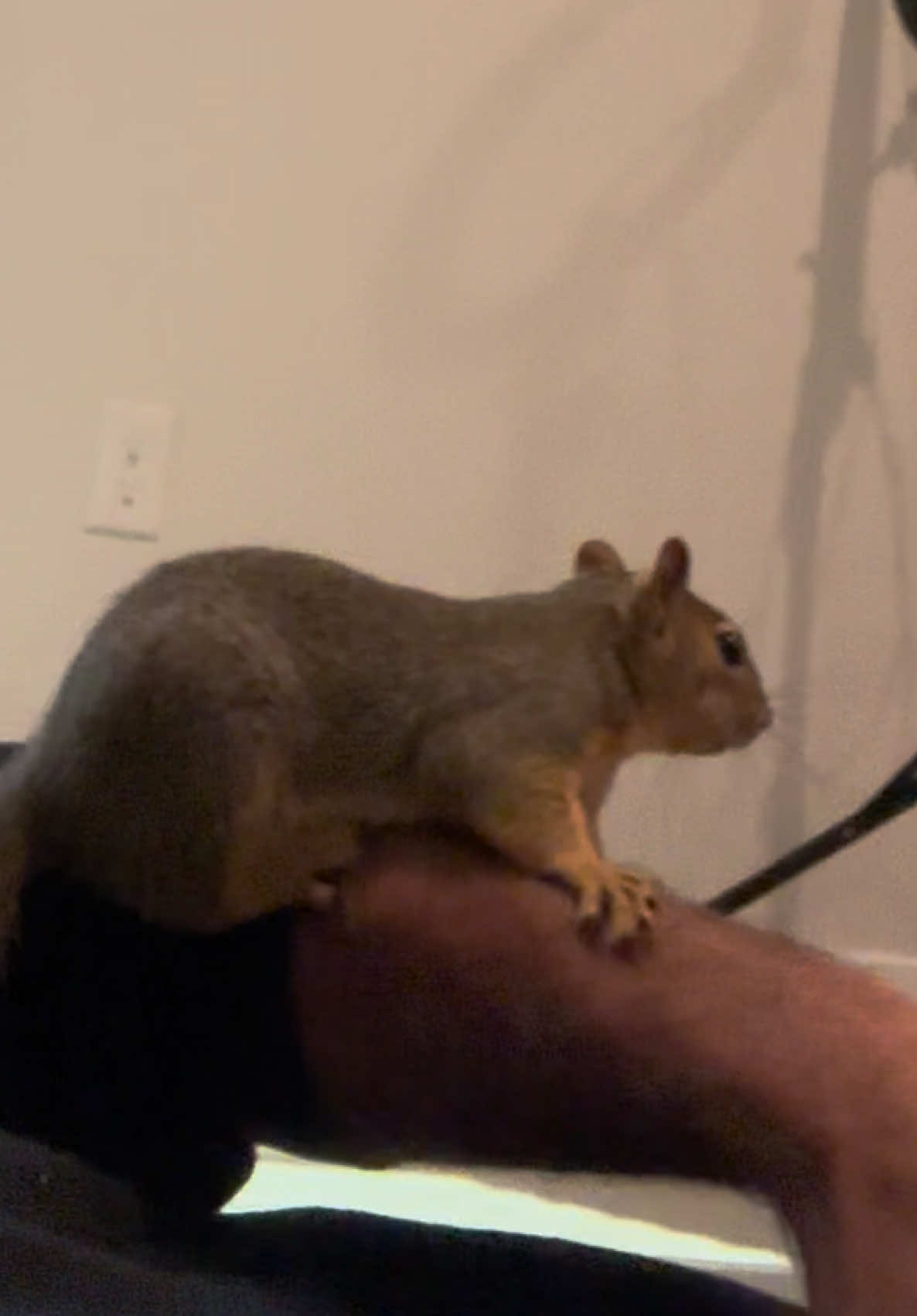 @Squirrel Guy