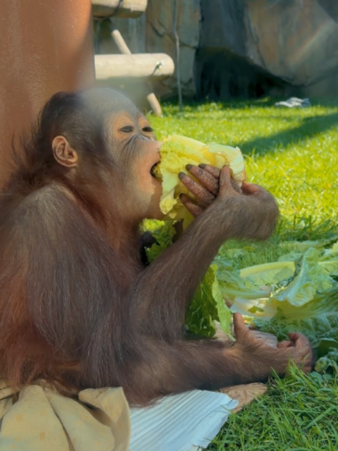@The Toledo Zoo