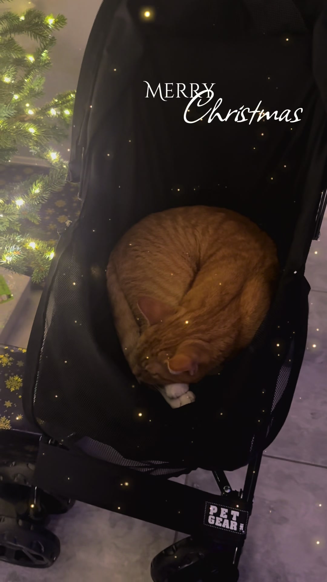 @Stef 🧡 cats! 🐈 🐈⬛🐈🐈⬛