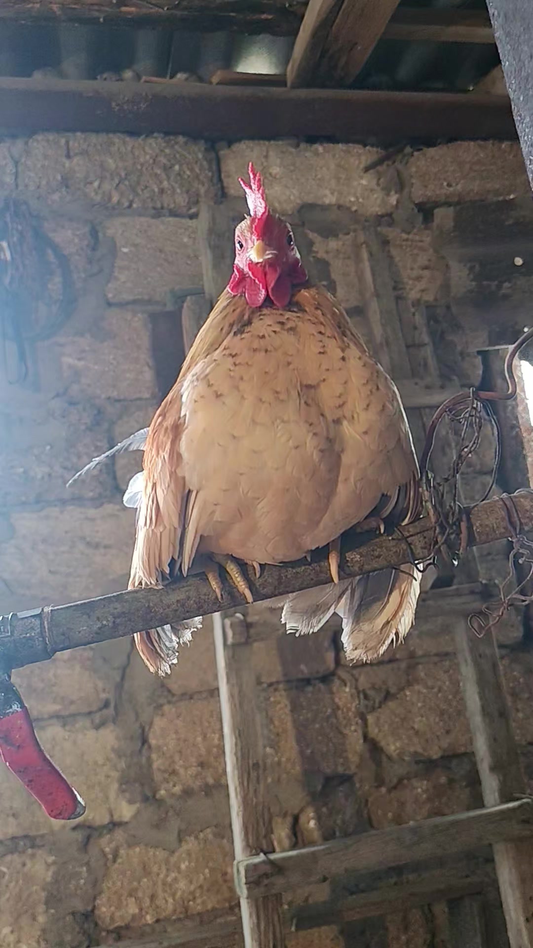 @MAŞTAĞA_QUŞCULUĞ