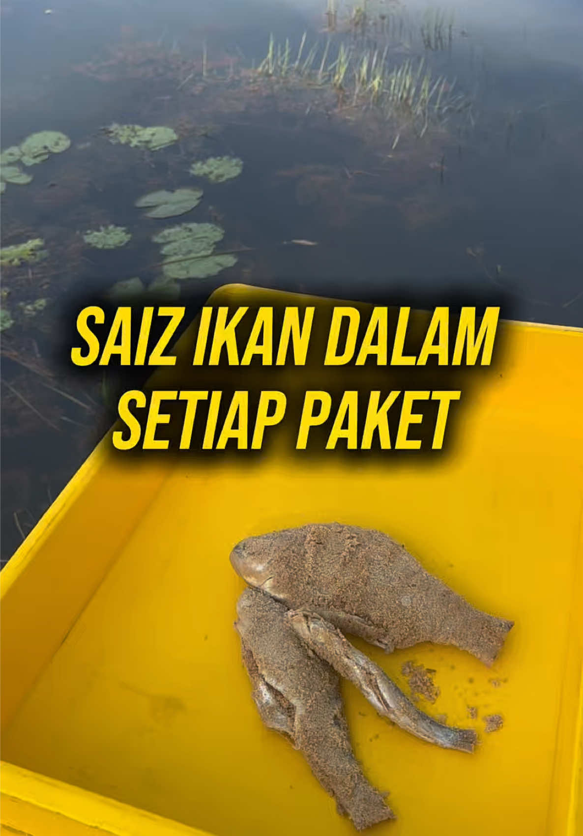 @Belacan House Tg. Dawai