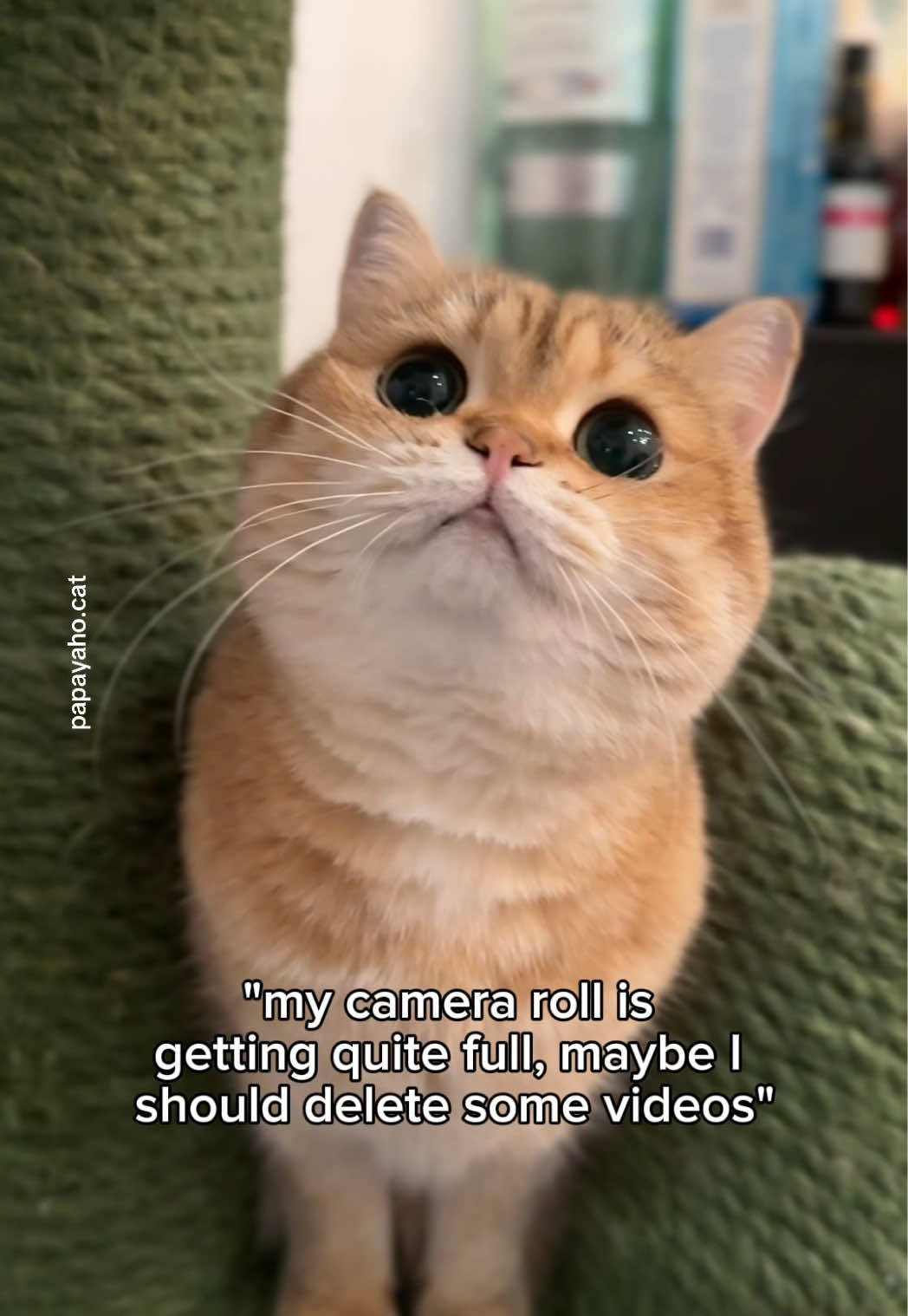 @Papaya the Cat