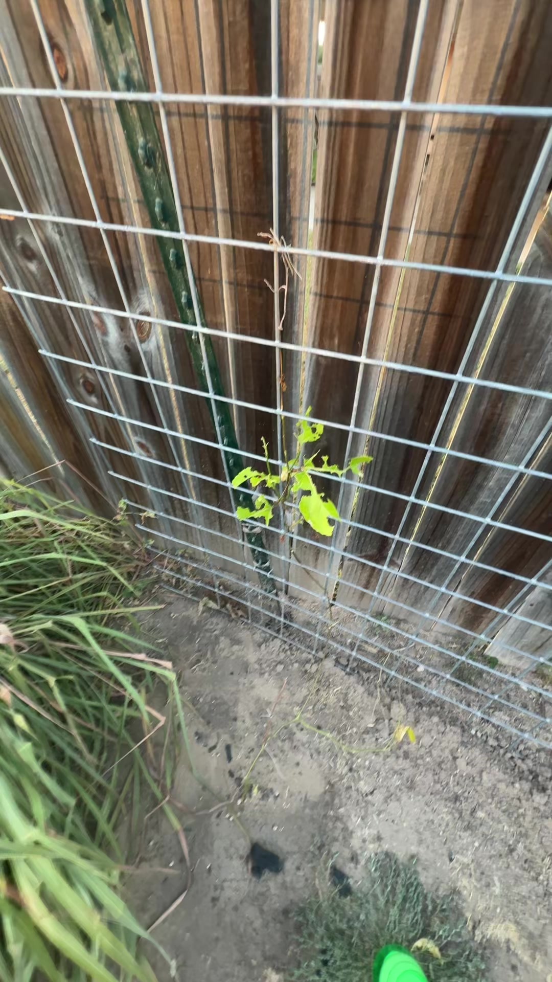 @themagicvalleygardener