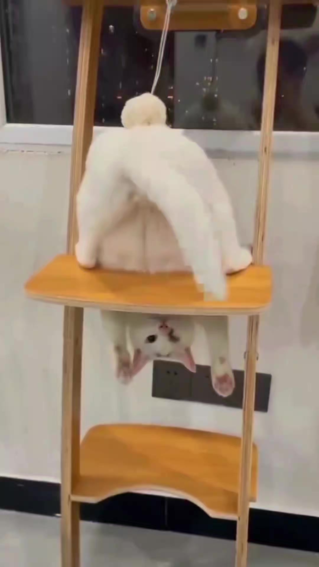 @Vova_Prime