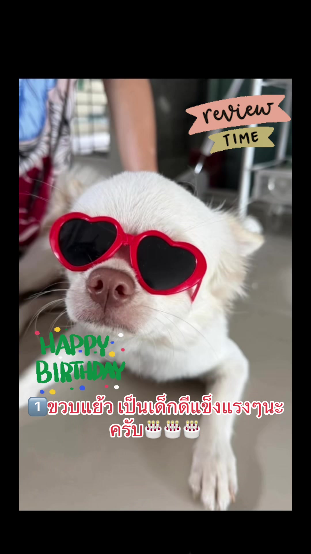 @Fb:Woww chihuahua