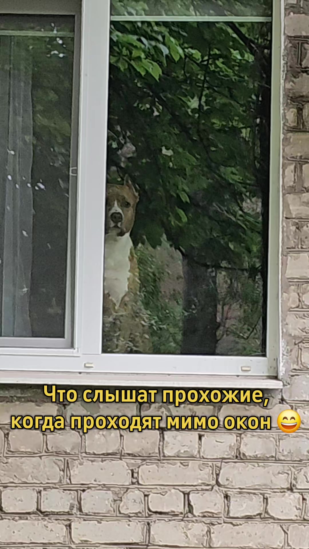 @Pitbul Fred