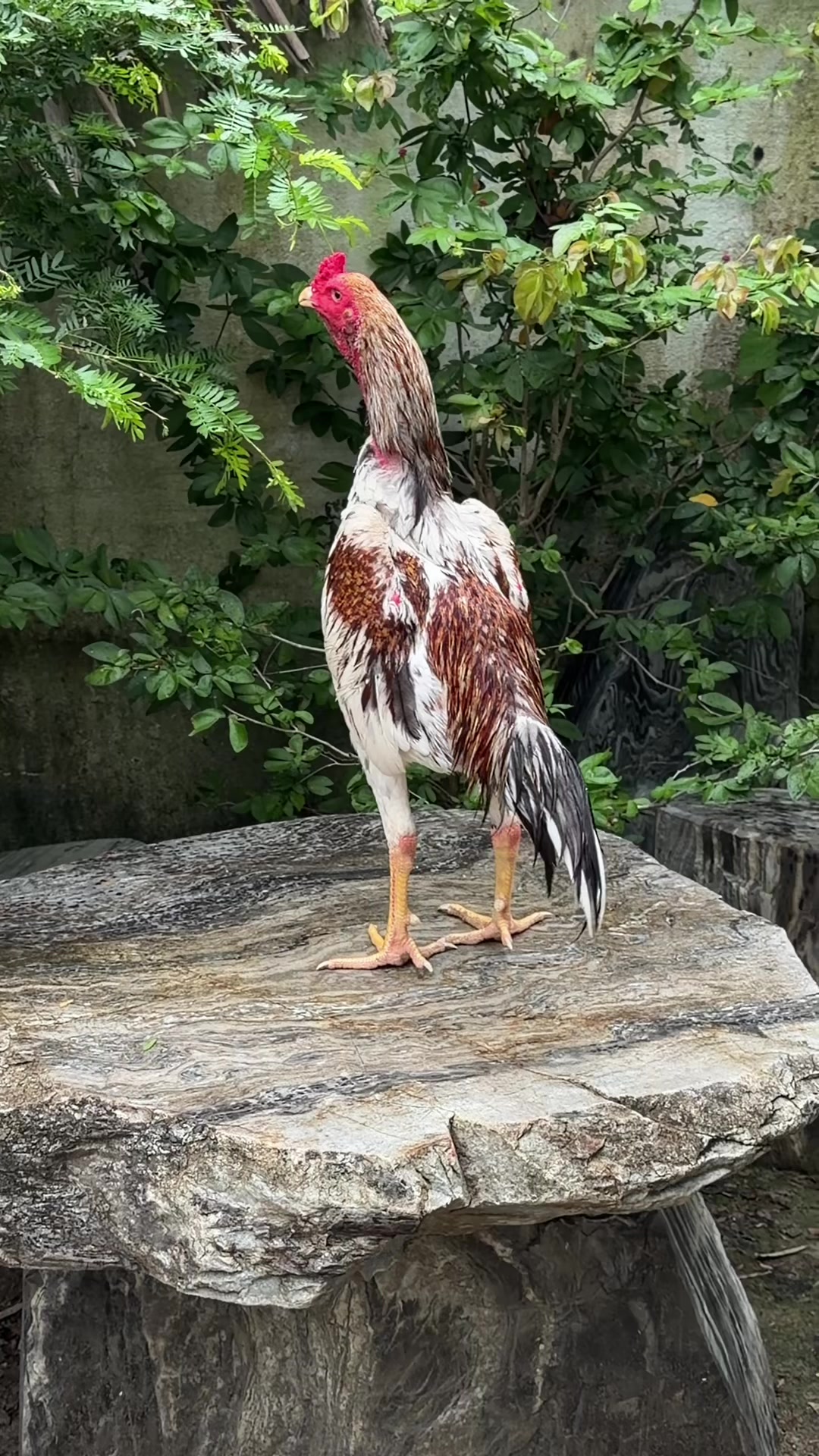 @Quốc khánh