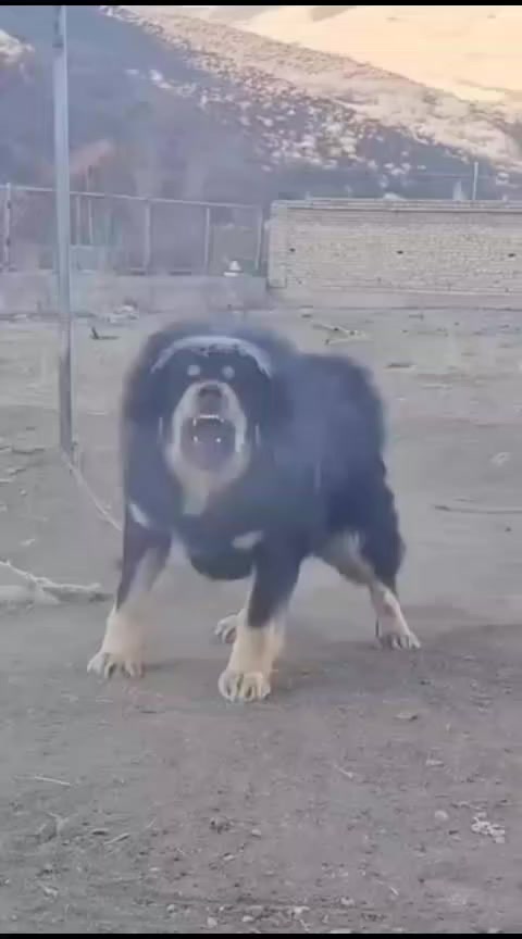 @Kashmiri_Bakrwal_Dog