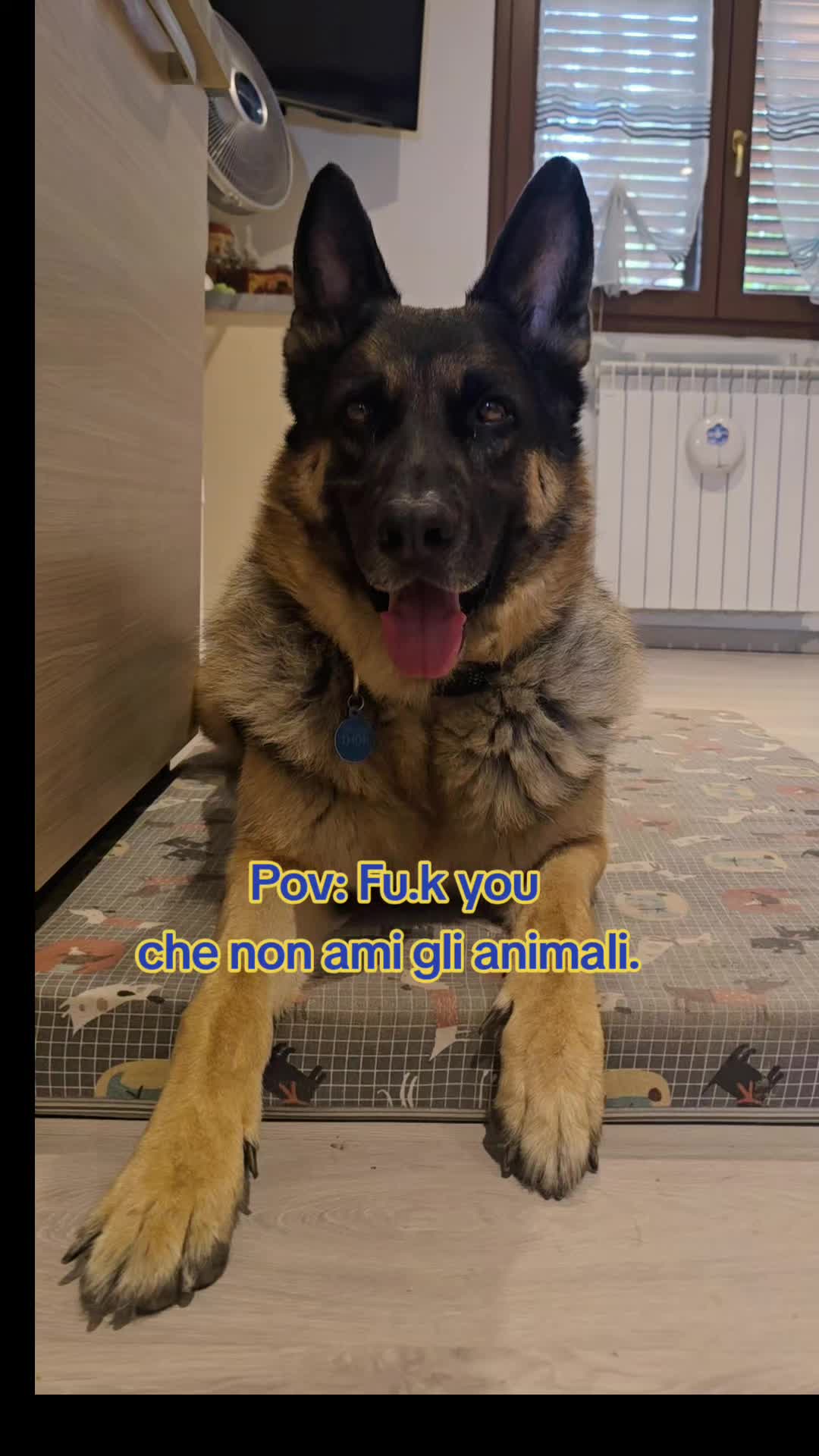 @⚜️🐾THOR&PICKY🐾⚜️