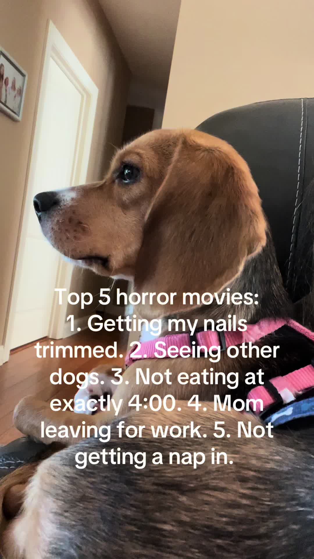 @Rosie the Beagle 🇺🇸🥰 🌞