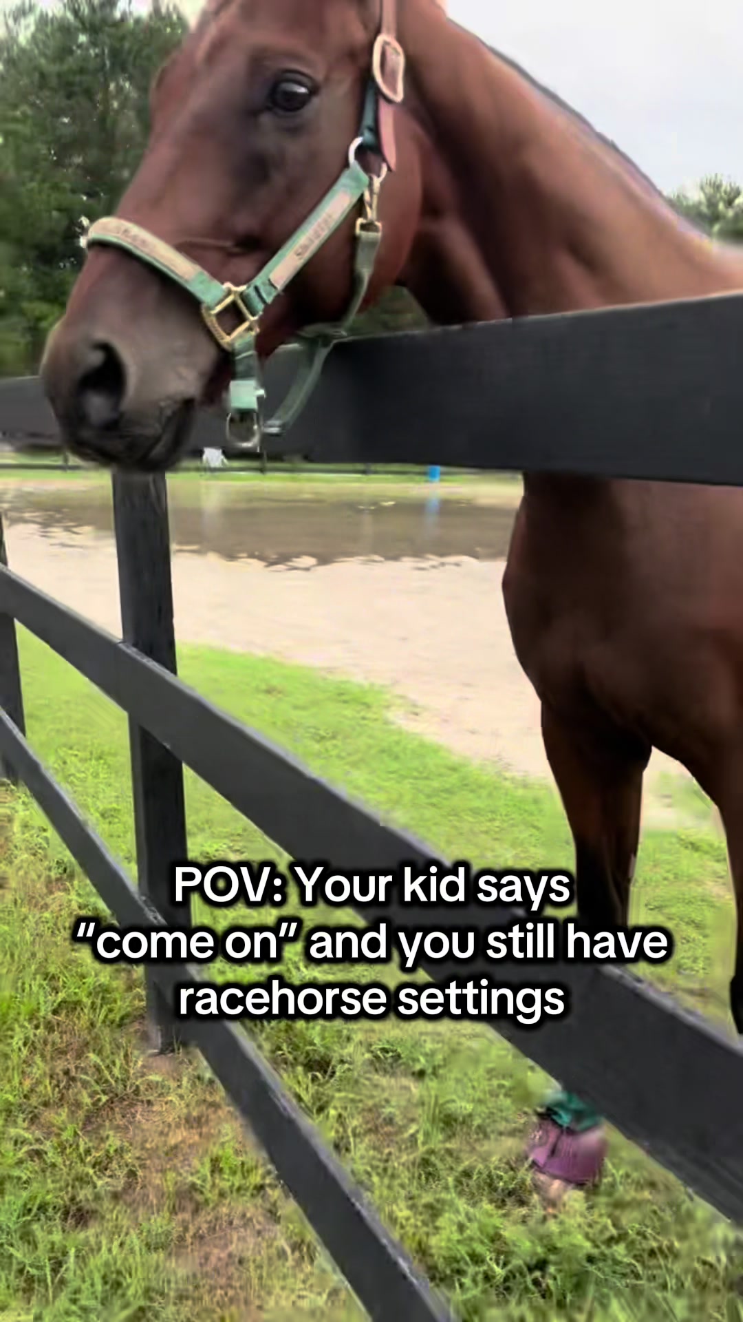 @Lacy & Shooter the OTTB
