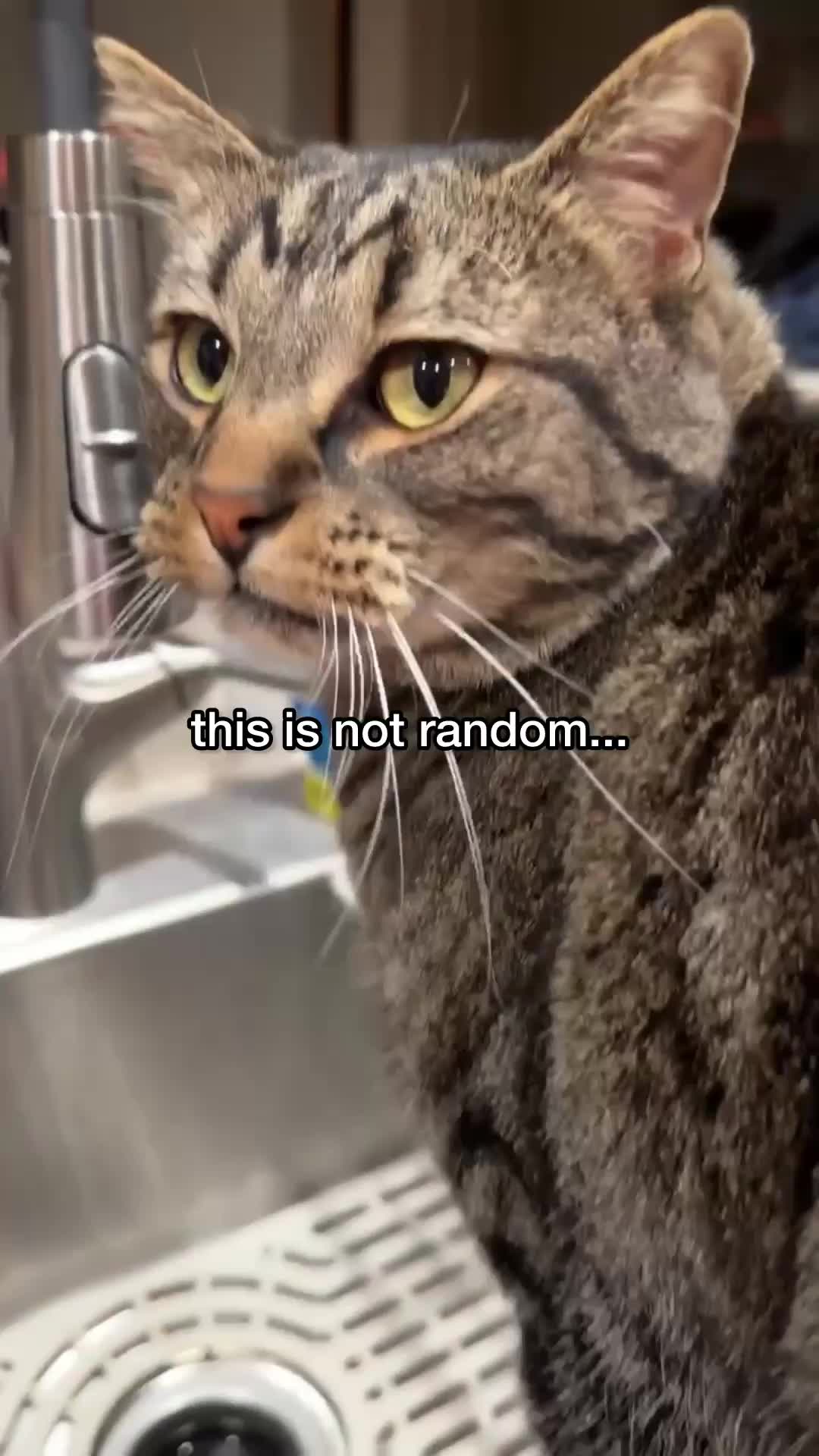 @Chip The Manx