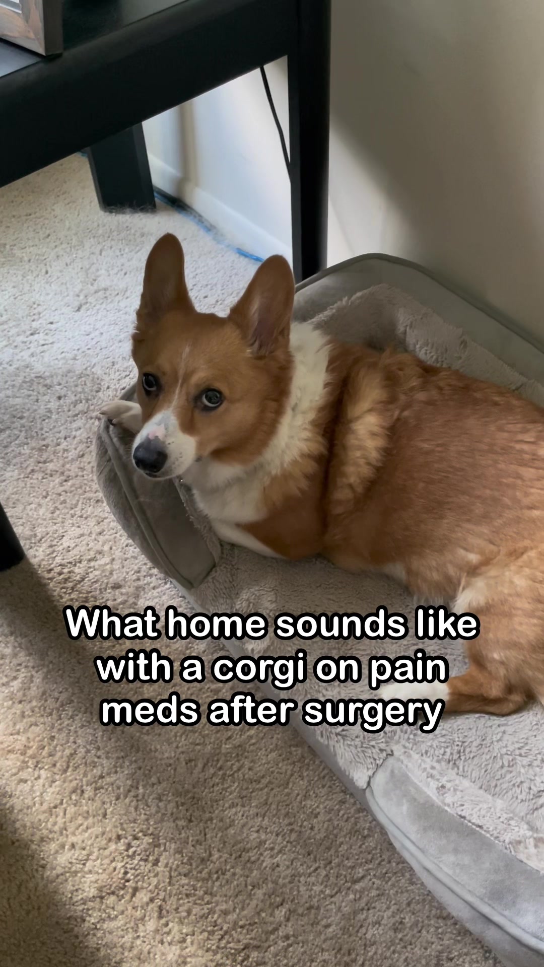 @Charlie the Corgi