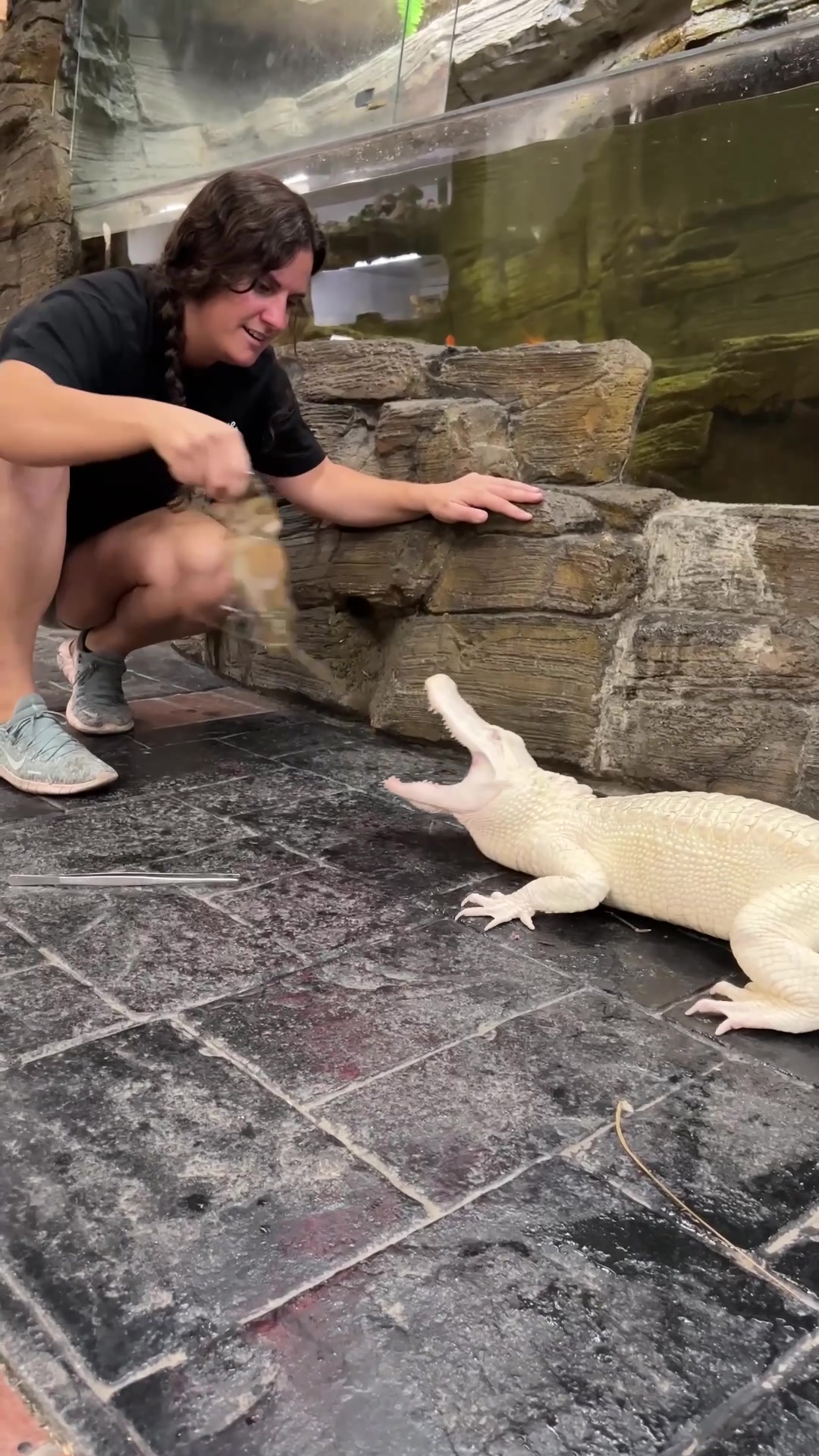 @The Reptile Zoo