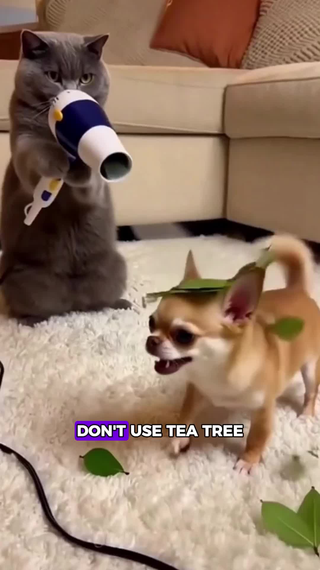 @Nova