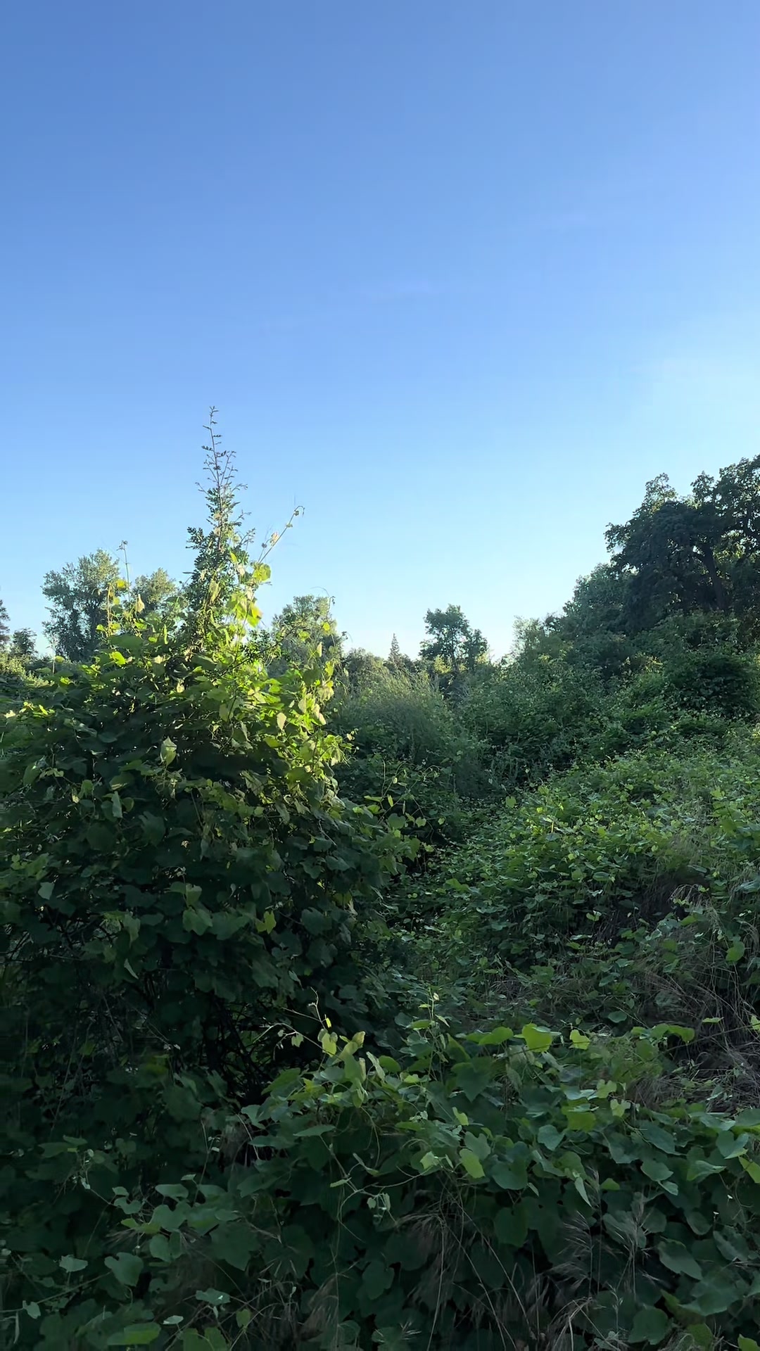 @🌲