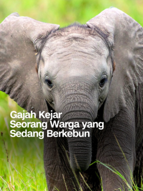 @CNN Indonesia