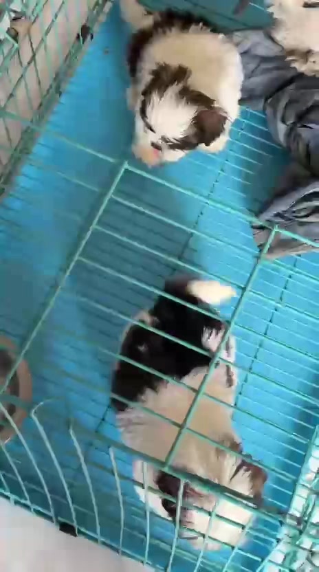 @puppy.nepal
