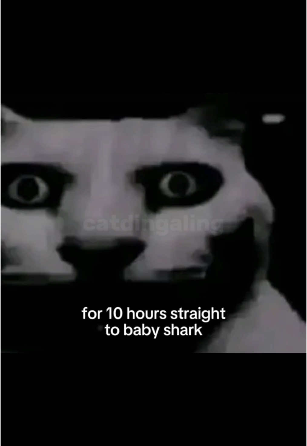 @catdingaling