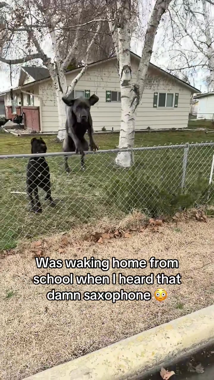 @Idaho Cane Corsoz