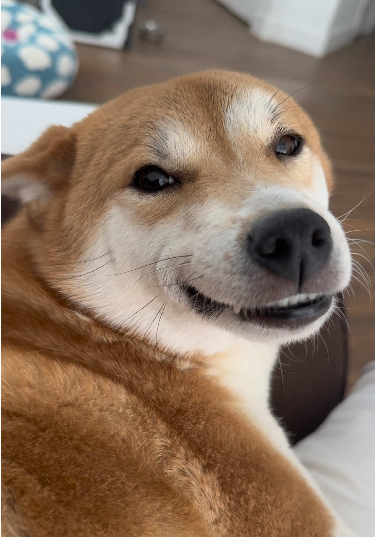 @Flock of Shibas 🐕🐕🐕