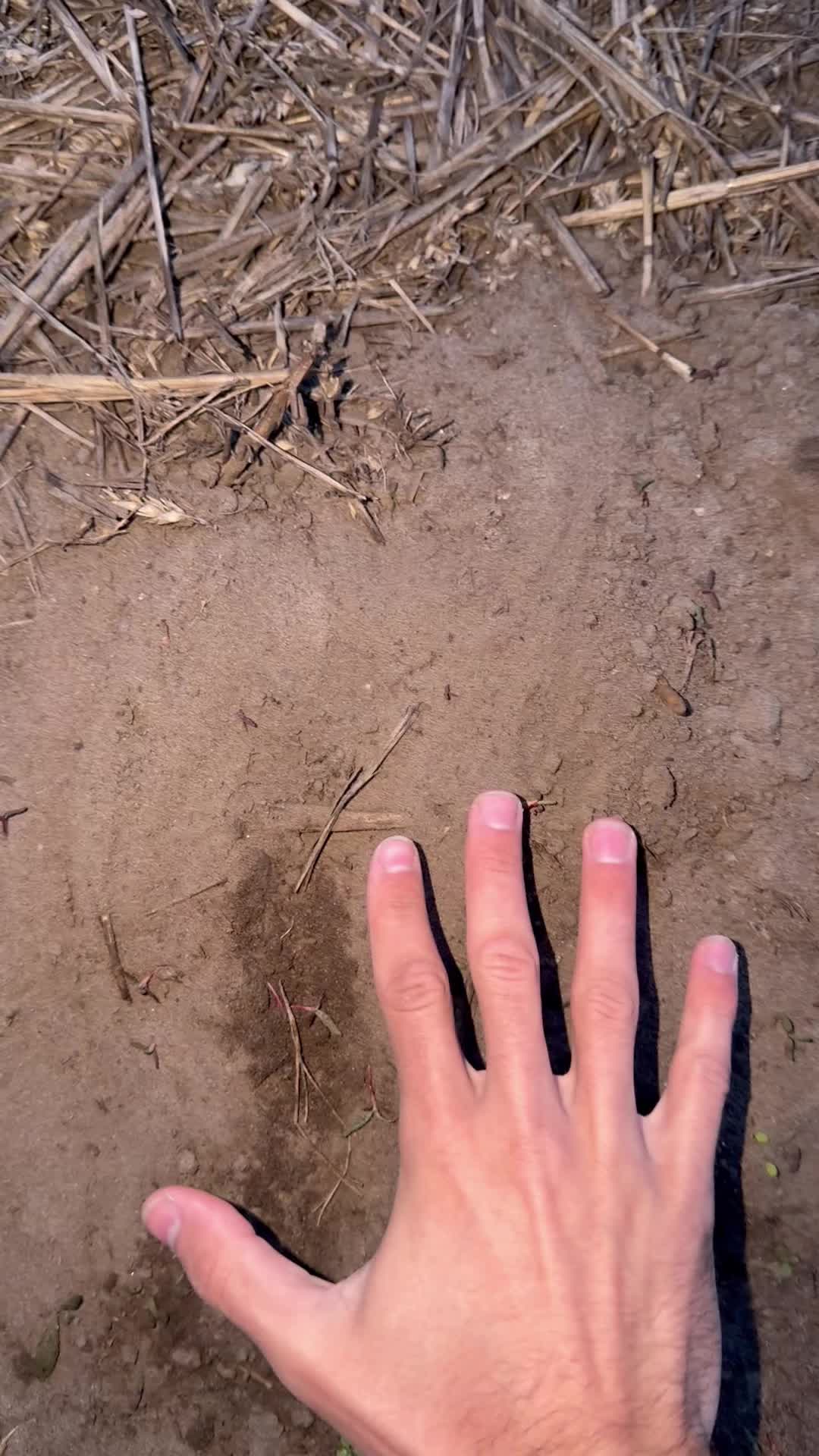 @mega