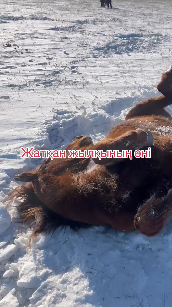 @Нұржан Ардана