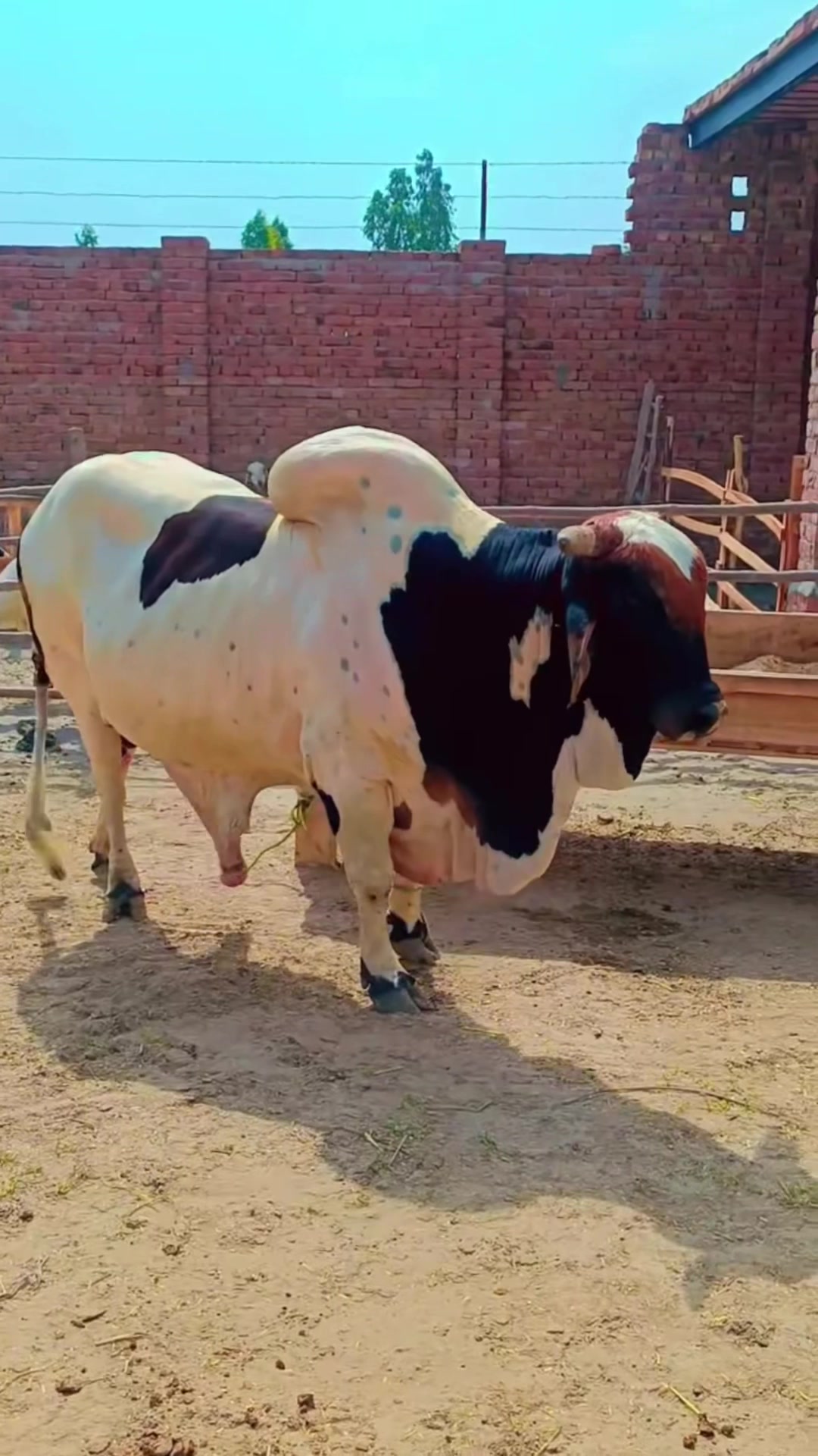 @Unique Cattle Farm