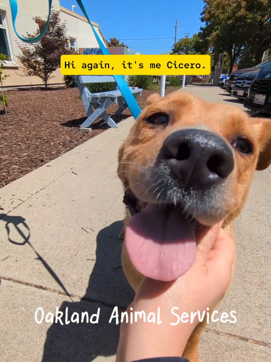 @Oakland Animal Services