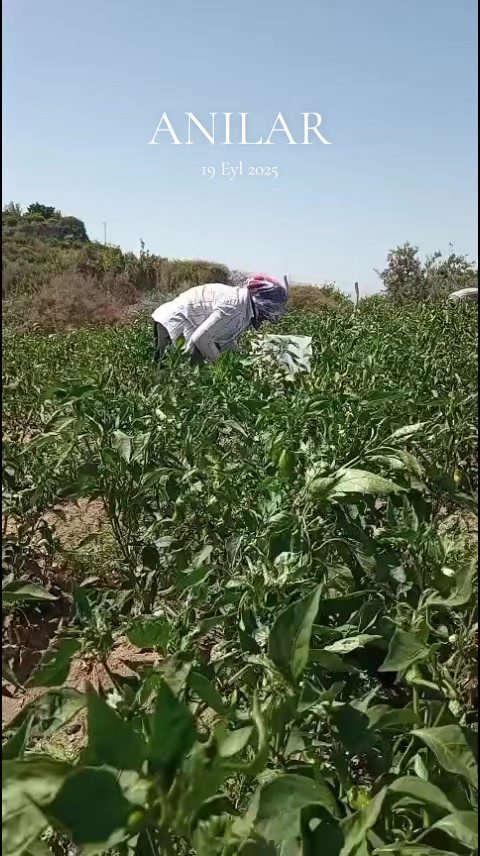 @Ayşe