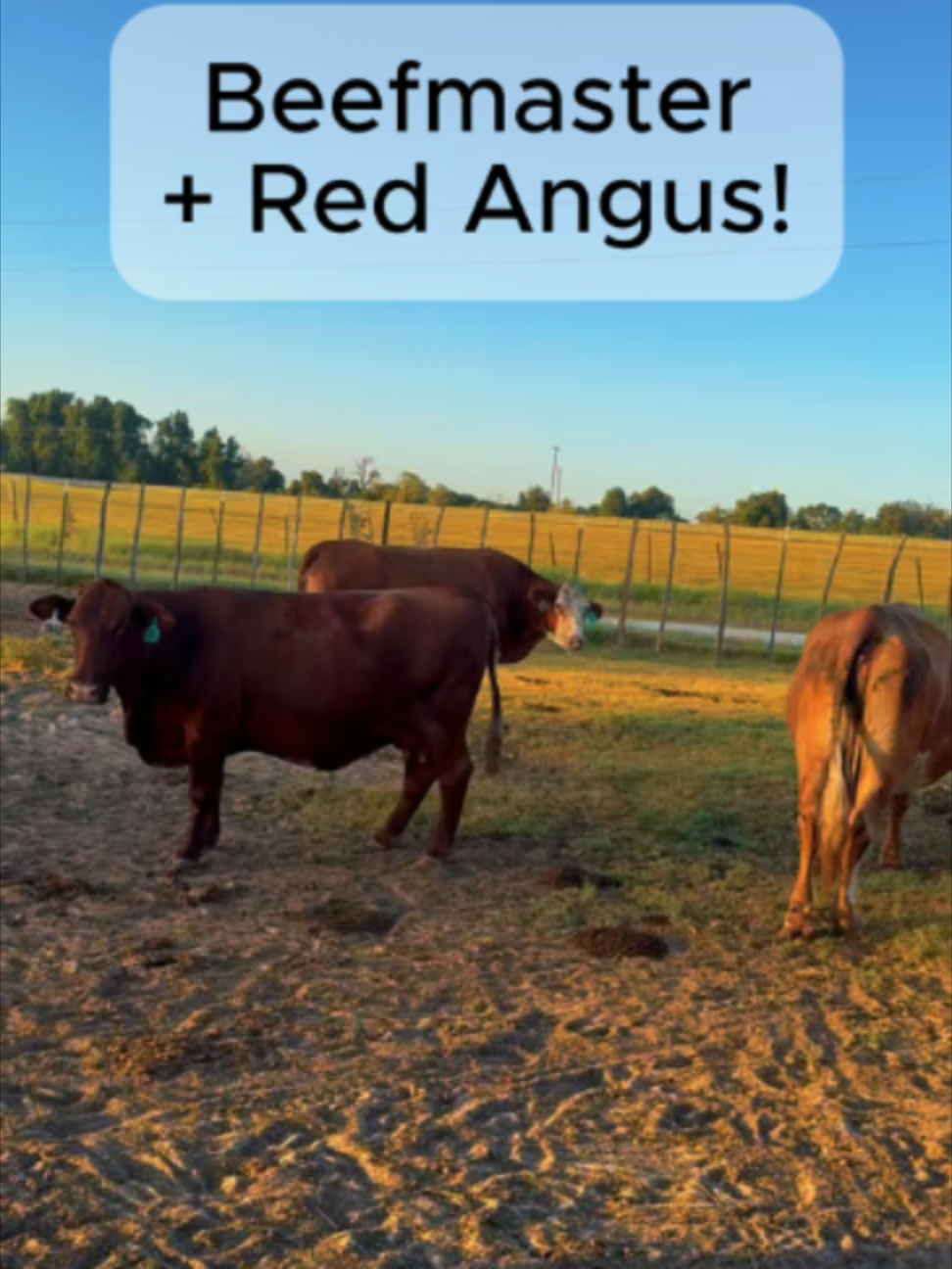 @Rutherford Land and Cattle