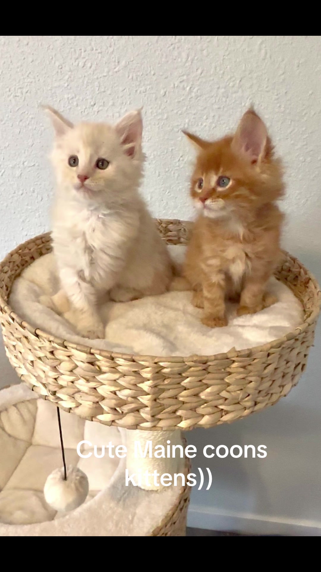 @Maine coon kittens