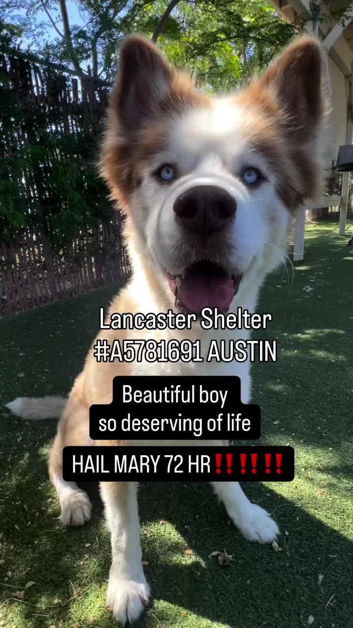 @Cane Corsos